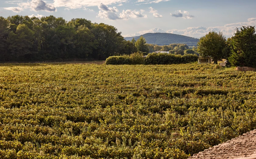 Chateau_de_Montcaud_0483 (1)