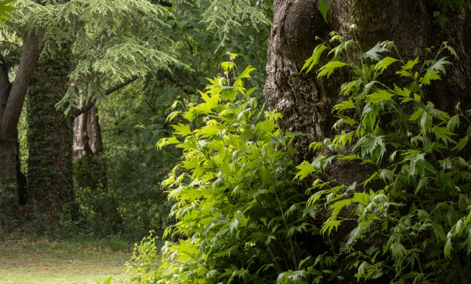 The aura of the trees - Chateau de Montcaud