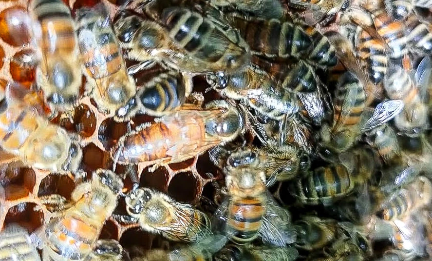 Die vielen Königinnen von Montcaud - Chateau de Montcaud