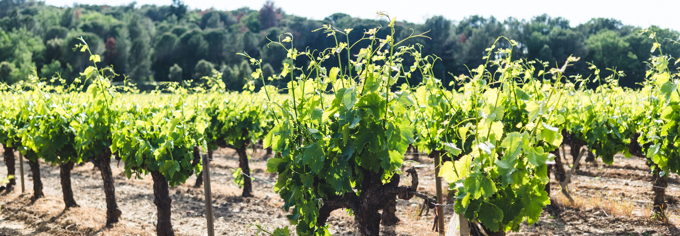 Les vignes ornent le paysage de Provence, dans le sud de la France. Photos d'une vigne dans les environs immédiats de l'Hôtel Château de Montcaud