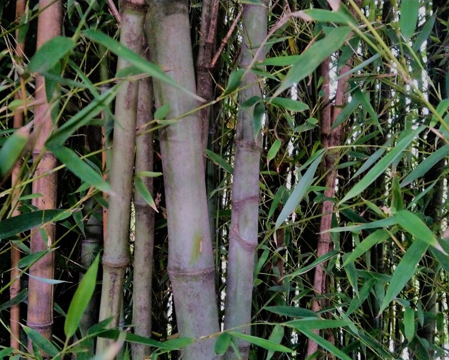 Bambus im Park des Château de Montcaud