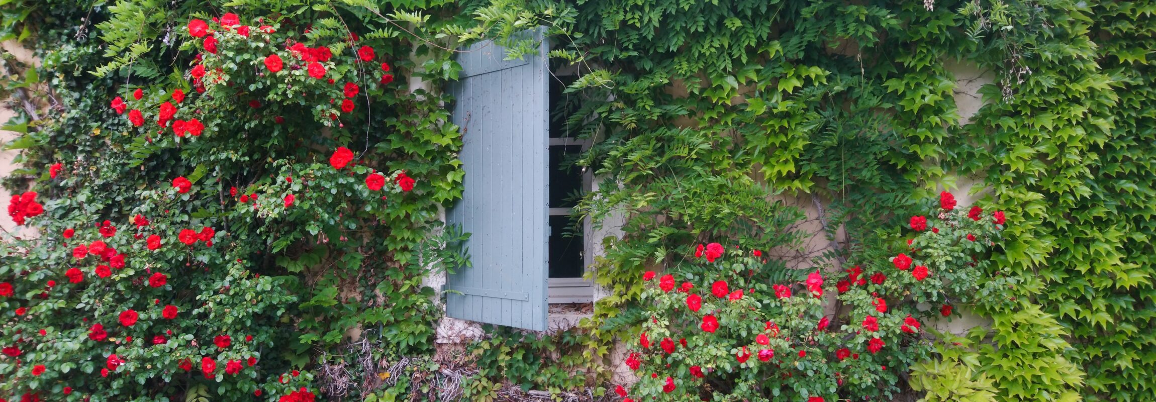 Roses autour d'un fenêtre au Château de Montcaud, hotel Provence