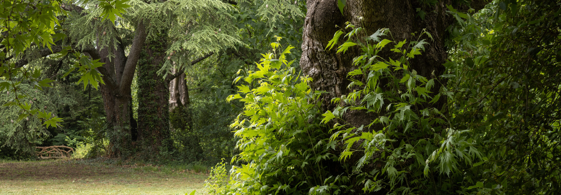 Le parc forestier du Château de Montcaud se compose d'arbres du monde entier 